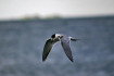 hooge_sommerbilder_006
