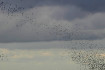 hooge_sommerbilder_007