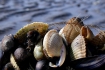hooge_fruehlingsbild_003