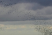 hooge_sommerbilder_007